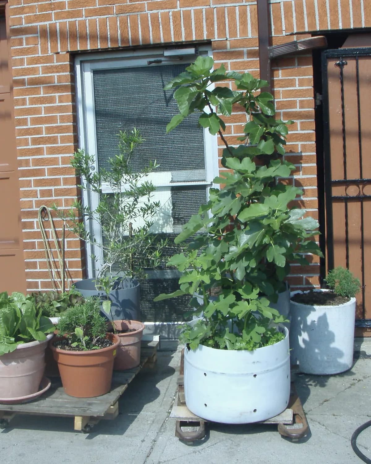 Garden Plants